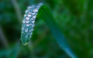 Preview wallpaper plant, leaf, drops, blur, macro, green