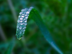 Preview wallpaper plant, leaf, drops, blur, macro, green