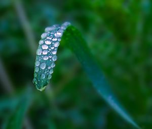 Preview wallpaper plant, leaf, drops, blur, macro, green