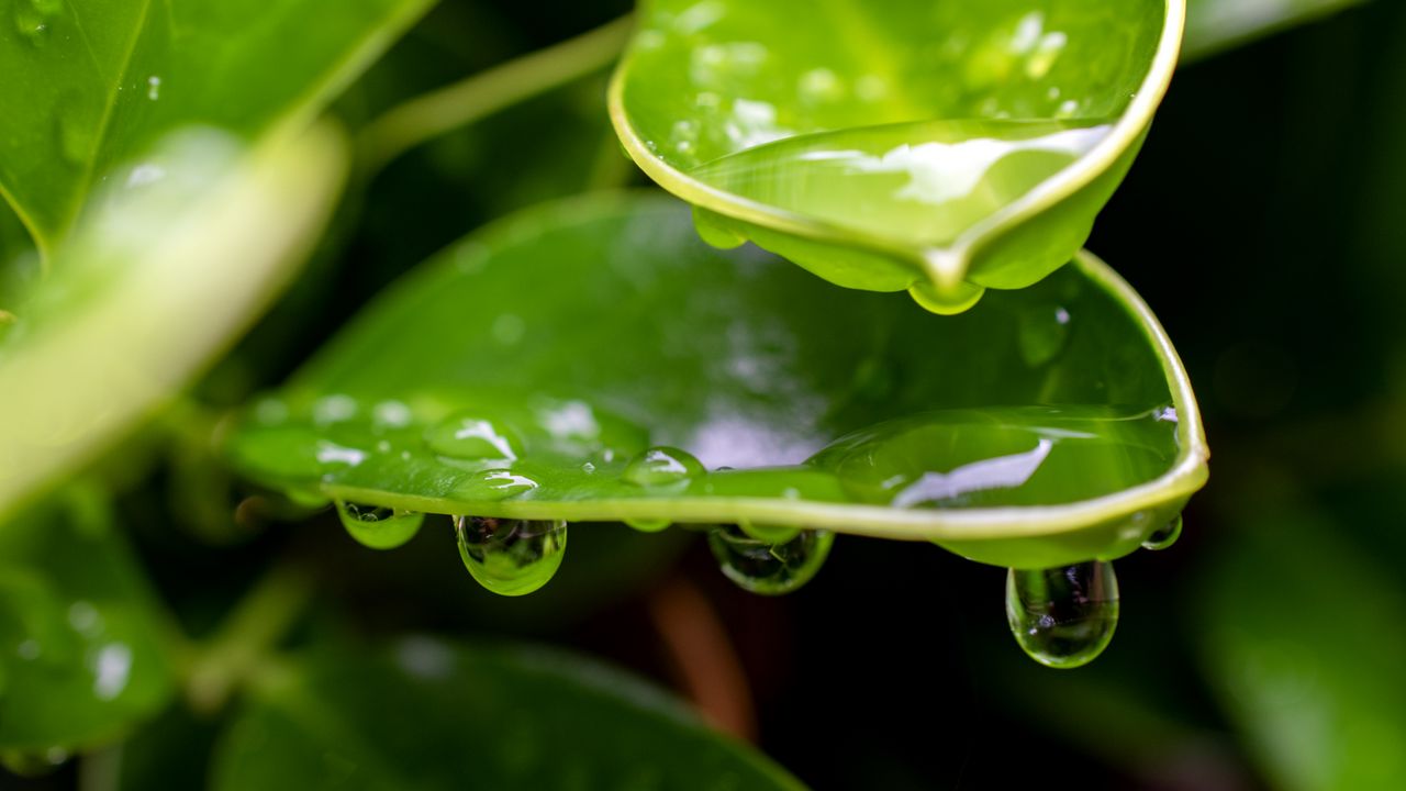 Wallpaper plant, leaf, drops, wet, macro