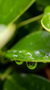 Preview wallpaper plant, leaf, drops, wet, macro