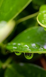 Preview wallpaper plant, leaf, drops, wet, macro