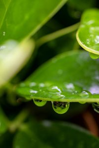 Preview wallpaper plant, leaf, drops, wet, macro