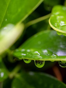 Preview wallpaper plant, leaf, drops, wet, macro
