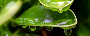 Preview wallpaper plant, leaf, drops, wet, macro