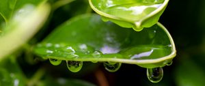 Preview wallpaper plant, leaf, drops, wet, macro