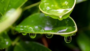 Preview wallpaper plant, leaf, drops, wet, macro