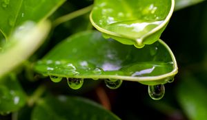 Preview wallpaper plant, leaf, drops, wet, macro