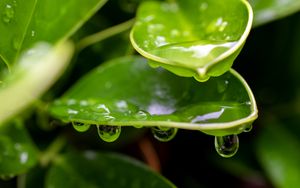 Preview wallpaper plant, leaf, drops, wet, macro