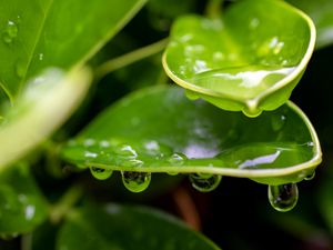 Preview wallpaper plant, leaf, drops, wet, macro