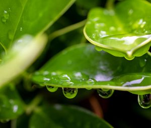 Preview wallpaper plant, leaf, drops, wet, macro