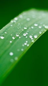 Preview wallpaper plant, leaf, drops, wet, macro, green