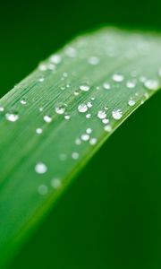 Preview wallpaper plant, leaf, drops, wet, macro, green