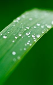 Preview wallpaper plant, leaf, drops, wet, macro, green