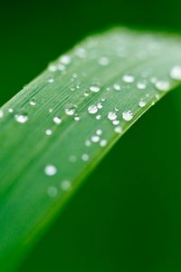 Preview wallpaper plant, leaf, drops, wet, macro, green
