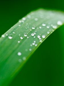 Preview wallpaper plant, leaf, drops, wet, macro, green