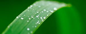 Preview wallpaper plant, leaf, drops, wet, macro, green