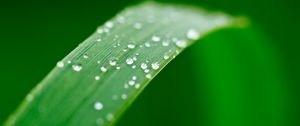 Preview wallpaper plant, leaf, drops, wet, macro, green
