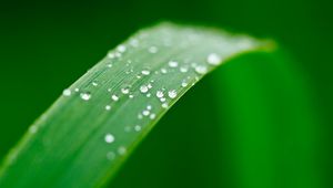 Preview wallpaper plant, leaf, drops, wet, macro, green