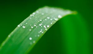 Preview wallpaper plant, leaf, drops, wet, macro, green