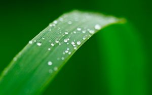 Preview wallpaper plant, leaf, drops, wet, macro, green