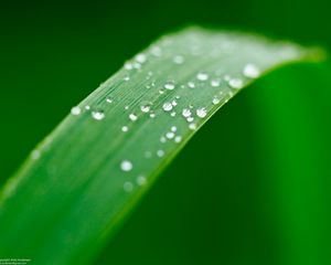 Preview wallpaper plant, leaf, drops, wet, macro, green