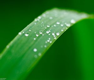 Preview wallpaper plant, leaf, drops, wet, macro, green