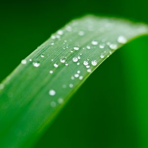 Preview wallpaper plant, leaf, drops, wet, macro, green