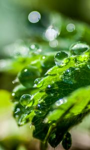 Preview wallpaper plant, leaf, drops, macro, light, glare