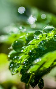 Preview wallpaper plant, leaf, drops, macro, light, glare