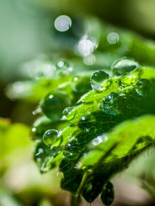 Preview wallpaper plant, leaf, drops, macro, light, glare