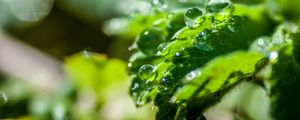 Preview wallpaper plant, leaf, drops, macro, light, glare