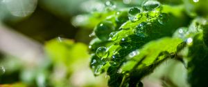 Preview wallpaper plant, leaf, drops, macro, light, glare