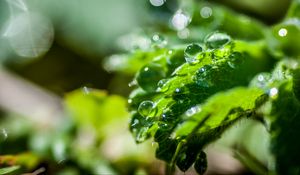 Preview wallpaper plant, leaf, drops, macro, light, glare