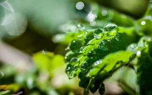 Preview wallpaper plant, leaf, drops, macro, light, glare