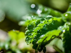 Preview wallpaper plant, leaf, drops, macro, light, glare