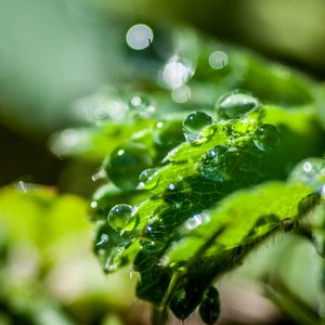 Preview wallpaper plant, leaf, drops, macro, light, glare