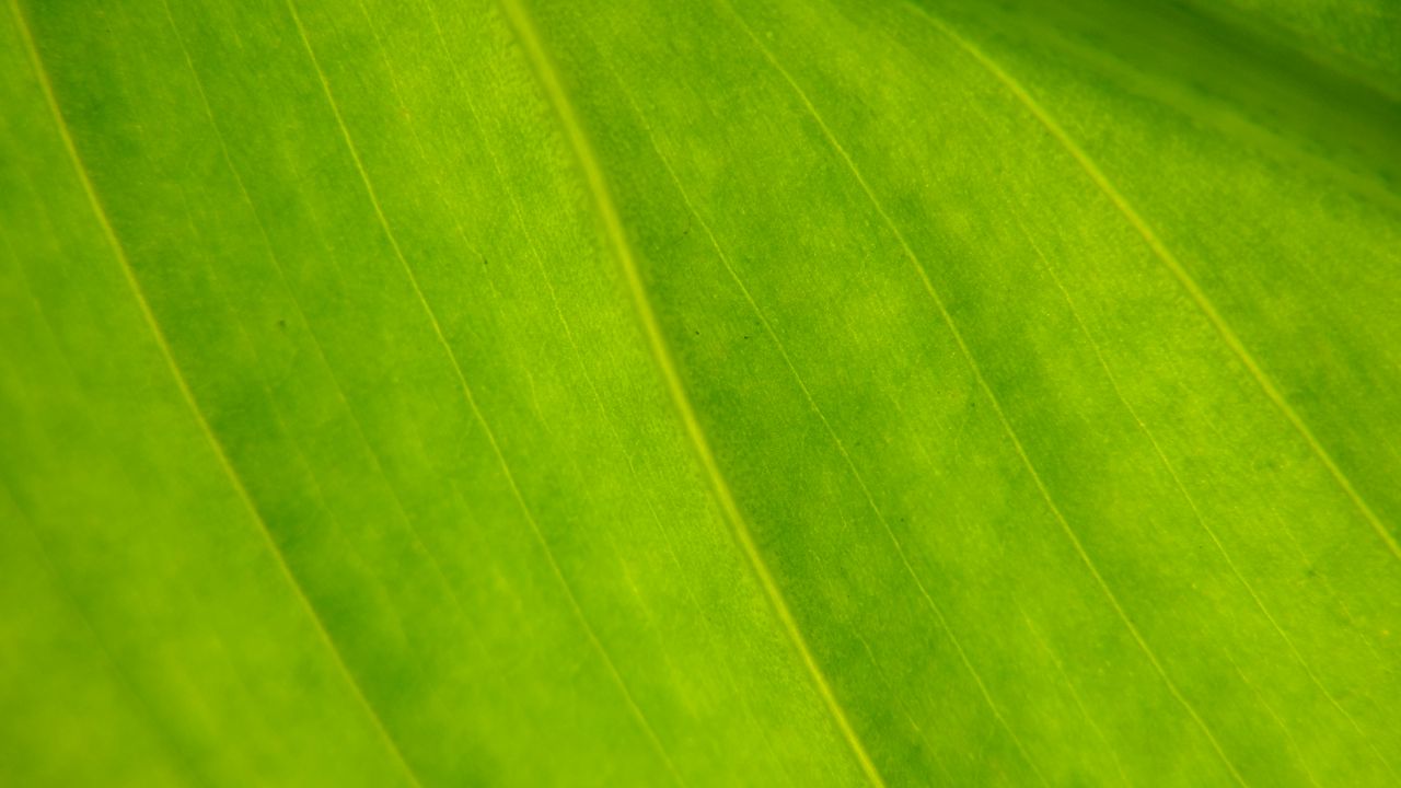 Wallpaper plant, leaf, green, macro