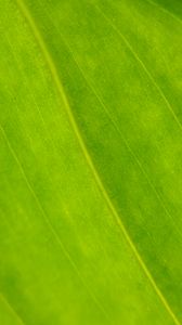 Preview wallpaper plant, leaf, green, macro