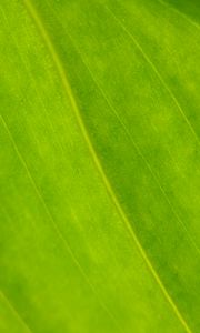 Preview wallpaper plant, leaf, green, macro