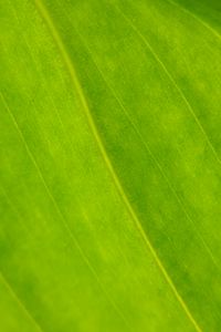 Preview wallpaper plant, leaf, green, macro
