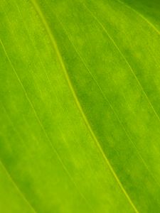 Preview wallpaper plant, leaf, green, macro