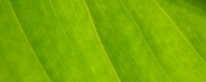 Preview wallpaper plant, leaf, green, macro