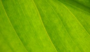 Preview wallpaper plant, leaf, green, macro