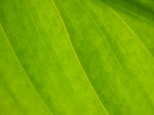 Preview wallpaper plant, leaf, green, macro