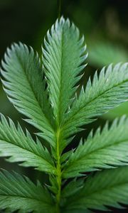 Preview wallpaper plant, leaf, macro, green
