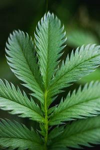 Preview wallpaper plant, leaf, macro, green