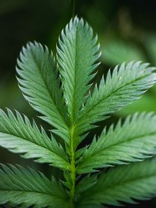Preview wallpaper plant, leaf, macro, green