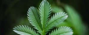 Preview wallpaper plant, leaf, macro, green