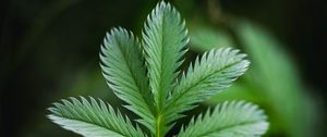 Preview wallpaper plant, leaf, macro, green